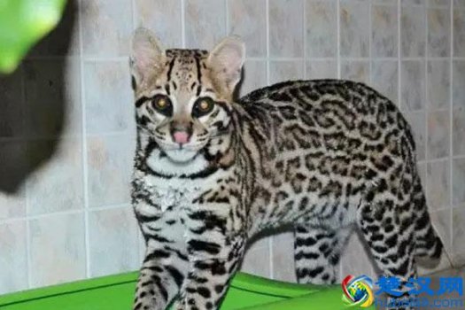  豹猫多少钱一只？豹猫和普通的猫的区别就在这里