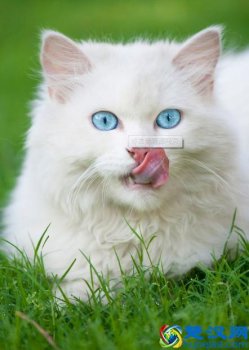  波斯猫多少钱一只？教你选购纯种波斯猫的技巧