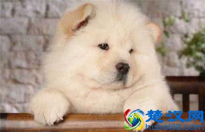  松狮幼犬多少钱一只？宠物店主教你选购技巧，小心踩坑