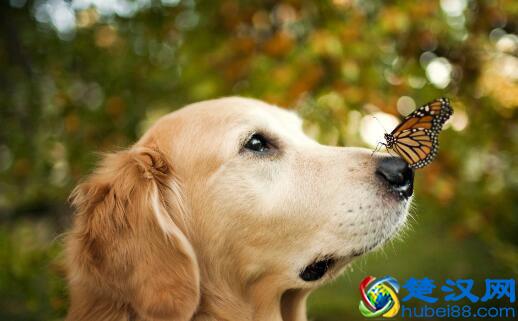  金毛犬幼犬多少钱？宠物店老板教你正确饲养方法