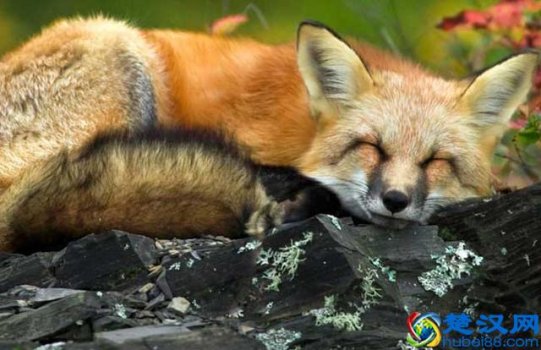  狐狸狗多少钱一只?真的太像狐狸了，差点搞混了