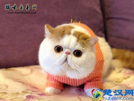  加菲猫幼崽多少钱一只？加菲猫怎么养，饲养的注意事项