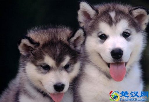  哈士奇幼犬多少钱一只？真的很值得