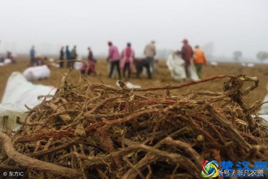  未来三年最赚钱的几种药材，利润高风险小