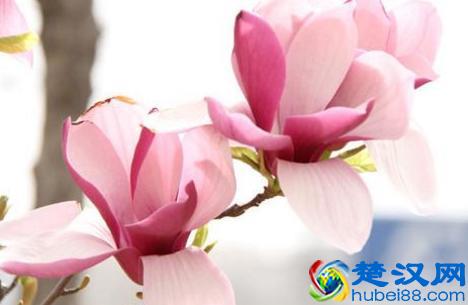  玉兰花什么季节开花？