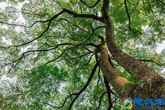  香樟树的特点和作用有哪些？香樟树的果子能吃吗