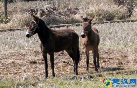 骡子为什么不能生育下一代,是什么原因!