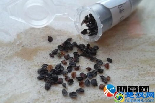  康乃馨代表什么意思，康乃馨花语大全！