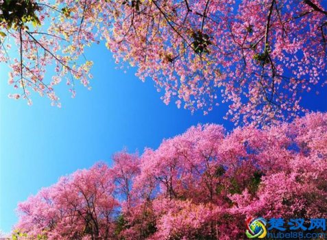  樱花七日的由来（樱花在日本的意义）