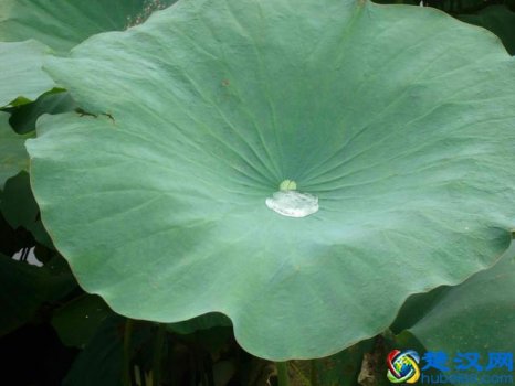  怎么才能祛斑不复发(用棉签搓一下就祛斑)