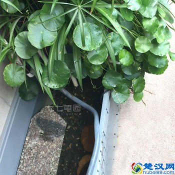  小鳄鱼龟怎么养长得快(小鳄龟开食技巧)