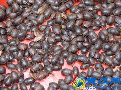  金土元是什么样的（金土元和土元有什么区别）