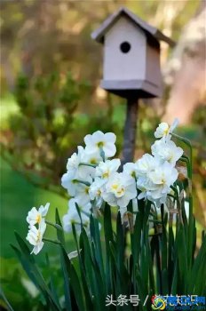  阳历三月开什么花（三月开花图片大全）