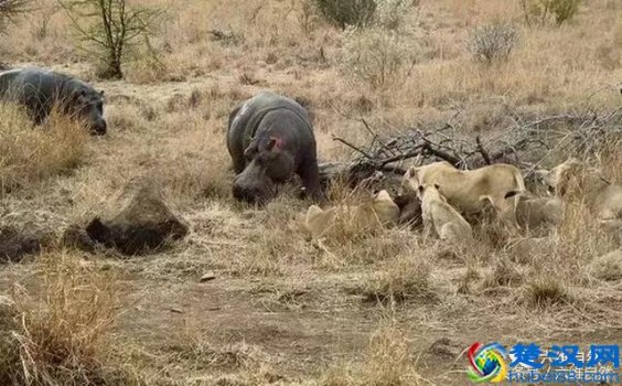  河马吃什么食物（河马一顿吃多少）