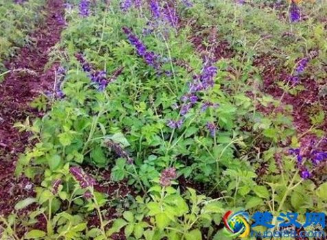  丹参的功效（丹参的功效与作用吃法）