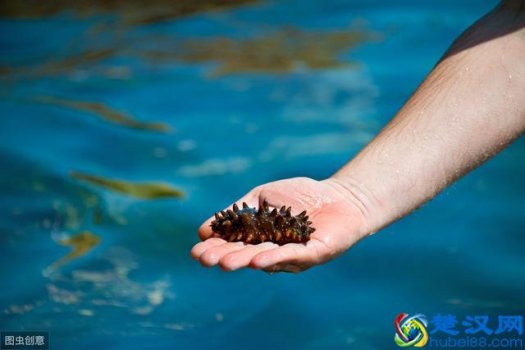  干海参怎么吃（干海参怎么吃家常做法）