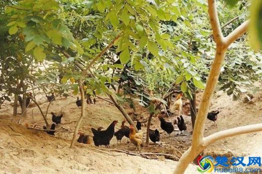  农村致富项目（寻求农村致富项目）