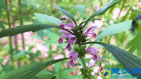  益母草颗粒（益母草催经吃几天）