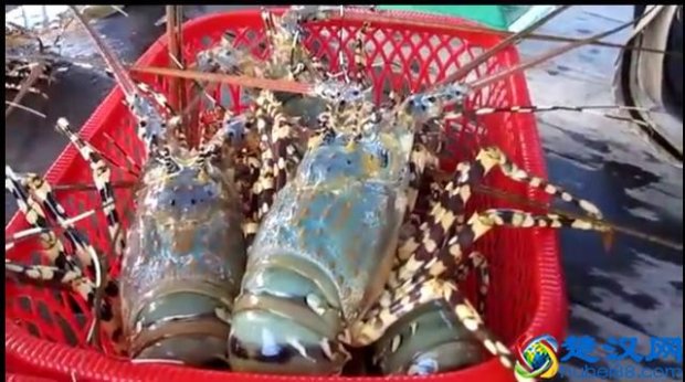  大龙虾多少钱一斤，购买技巧你知道几个！