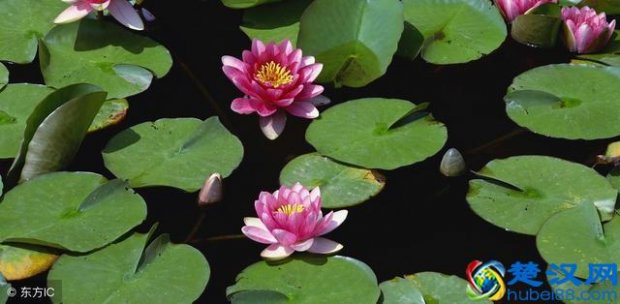  睡莲的种植方法，学会这些技巧没有养不好的睡莲！
