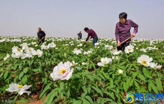  未来几年农村最赚钱的8个项目，每一个都是一个创业好机会，不可错过