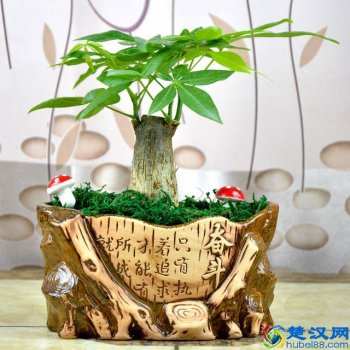  乔迁之喜送什么花合适？这三种花包你喜欢