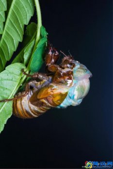  金蝉脱壳是什么意思？金蝉脱壳的全过程，你一定没见过