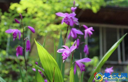  白芨种植技术，老农户十年种植经验分享