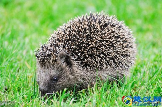  2019投资小风险小农村赚钱好项目，5个不错的养殖项目任你选择