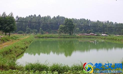  十年养鱼技术分享，一般人我不告诉他