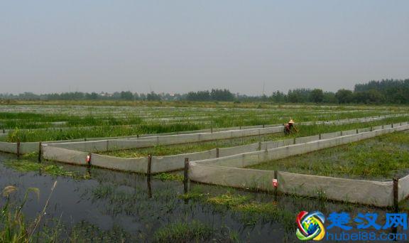  农村龙虾养殖技术，教你如何轻松年入十万