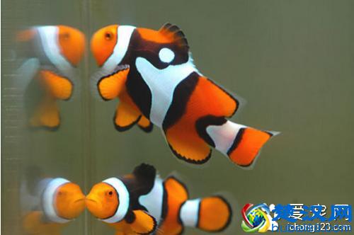  小丑鱼怎么养？新手饲养小丑鱼的方法