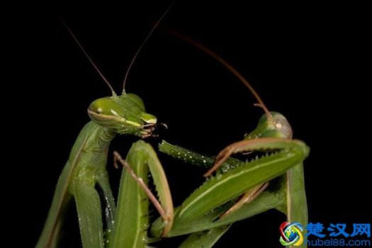 螳螂吃什么(螳螂为什么吃自己配偶)