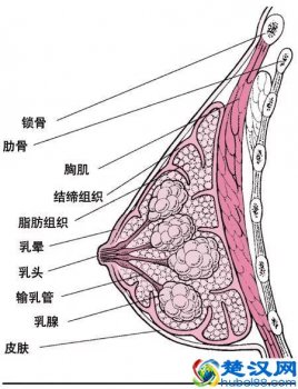 男人为什么喜欢大胸(原因真相大白)