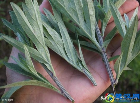 艾叶有什么功效,艾叶有哪些作用!