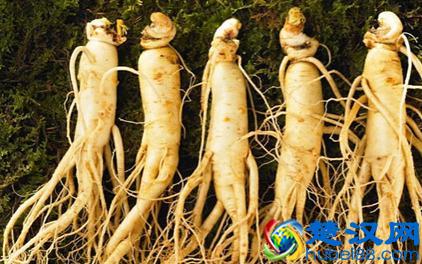  人参的价格（人参的吃法及禁忌）