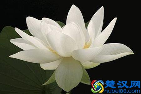  不卑不亢什么意思（不卑不亢是一种什么态度）