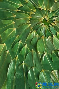  粽子叶是什么叶子（端午节包粽子都是用的什么叶子）