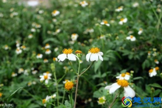  什么叫数轴知识点（数轴的应用范畴有哪些）