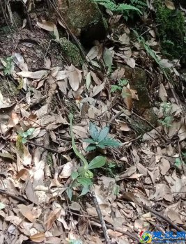  上山遇到蛇怎么办（上山打蛇技巧）