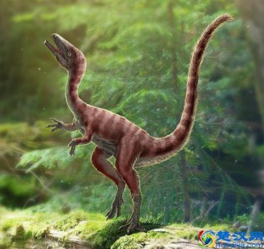  发现恐龙新物种（体型像鸡特勇猛）