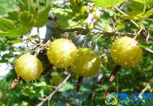  刺梨的功效与作用（食用刺梨的注意事项）