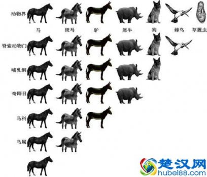  动物的分类（动物的分类有哪些）