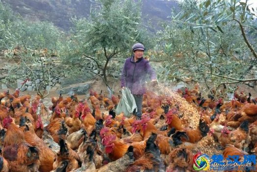  土鸡养殖技术（养土鸡技术）