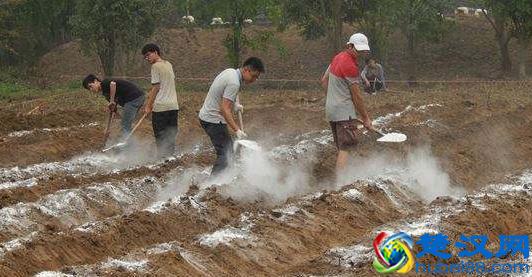  生石灰是什么（土壤撒生石灰是为了什么？）