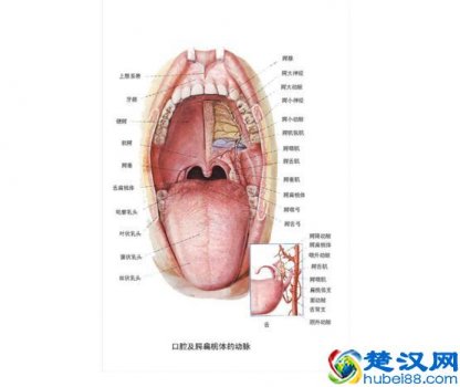  扁桃体发炎怎么办最简单的方法（治疗扁桃体炎的方法）