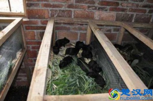  养点什么能赚钱呢（现在养殖什么可以赚钱风险小）