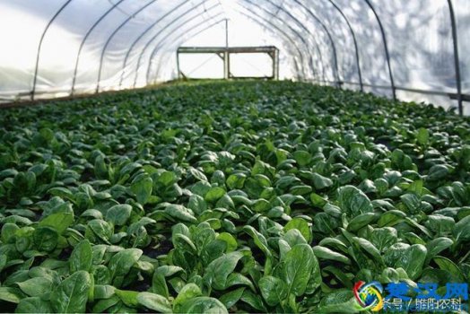  夏天种什么比较致富（夏天适合种什么菜投资小收益大）