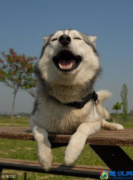  家里养什么宠物能赚钱（想赚钱适合养什么宠物）