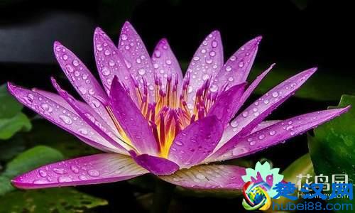  中国国花是什么花（代表中国的花）